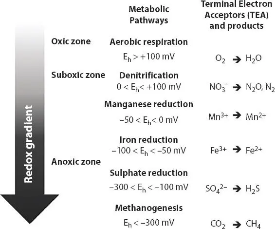 Figure 11 Schematic organization of different microbial metabolic pathways in - фото 5