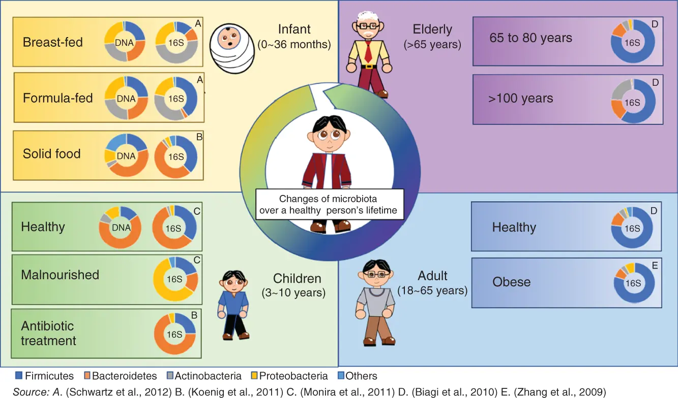 Figure 13 The composition of the gut microbiome in people at different age - фото 4
