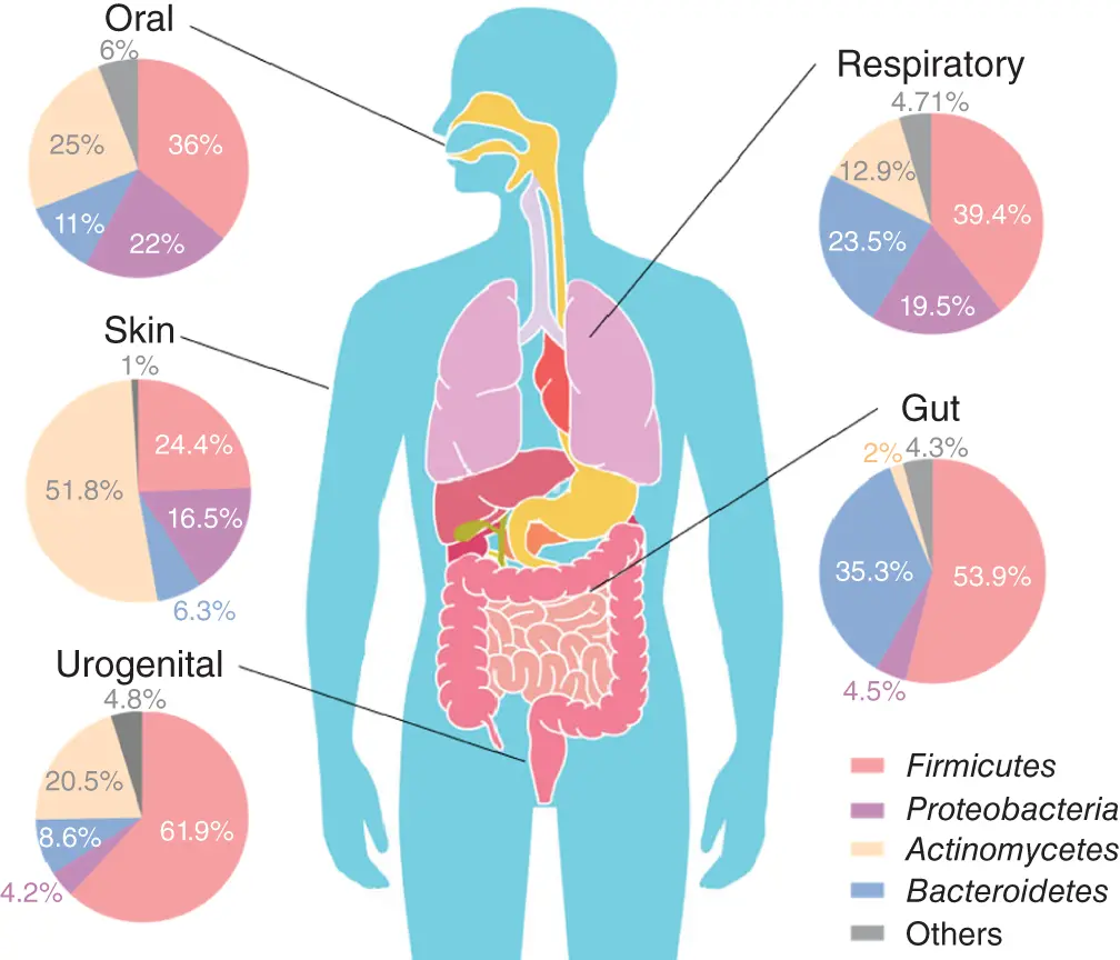 Figure 11 The average adult human microbiota composition of five body sites - фото 2