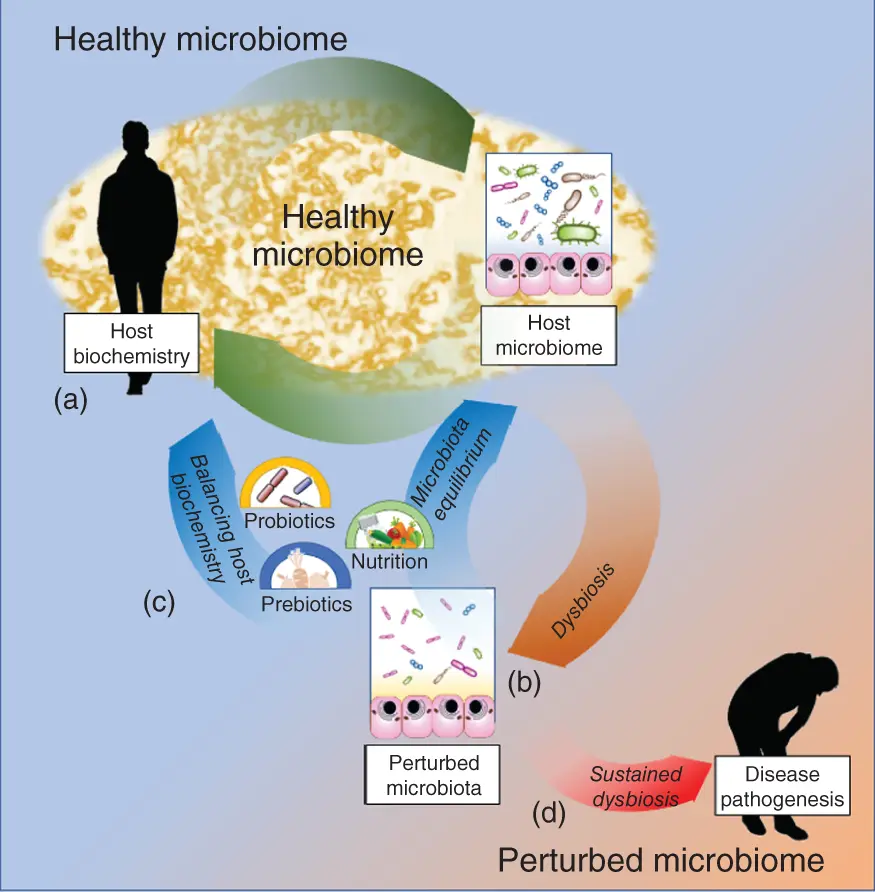 Figure 14 Dietary perturbation of the microbiome to improve human healthThe - фото 5
