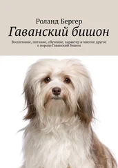 Роланд Бергер - Гаванский бишон. Воспитание, питание, обучение, характер и многое другое о породе Гаванский бишон