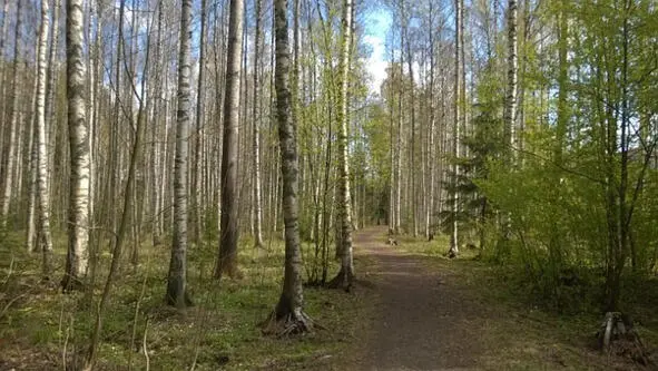 В лесу деревьев много Зверье может водиться Мне скажет мама строго - фото 1