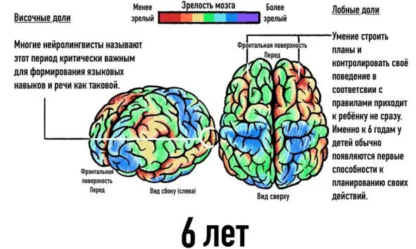 Многие нейролингвисты называют этот период критически важным для формирования - фото 12