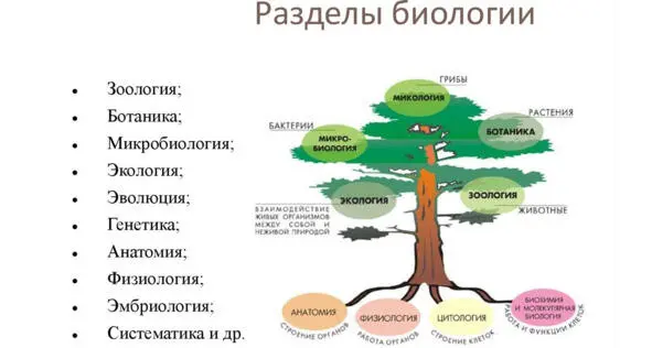 Но прежде чем говорить о современном понимании системы обратимся к - фото 25