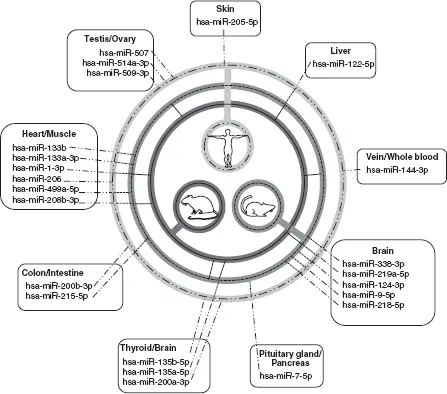 Figure 21 Tissuespecific miRNAs in mammalsHuman tissuespecific miRNAs that - фото 2