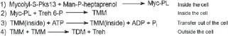 Figure 15 Synthesis of trehalose dimycolates in four different reactions the - фото 7