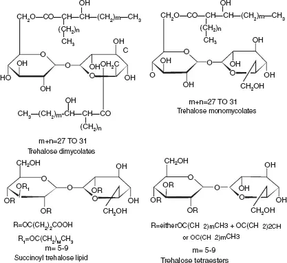 Figure 14 The main chemical structure of trehalose lipids adaped from - фото 5