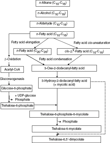 Figure 16 Scheme of trehalosemono and dimycolate synthesis from nalkanes - фото 8