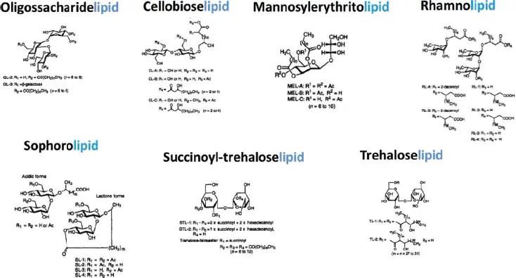 Figure 11 The chemical structures of the most common glycolipids The - фото 2