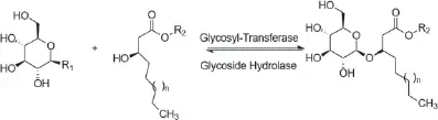 Figure 12 Hydrolysis of the sugarlipid or sugarsugar glycosidic bonds from - фото 3