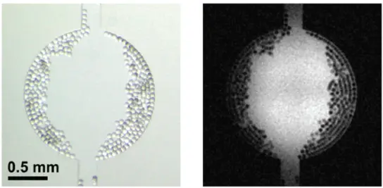 Figure 12 MR microimaging of a 154nl deionized water sample with 50µm - фото 5