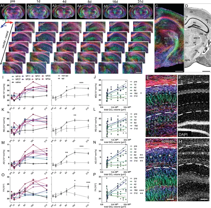 Figure 110 Microstructural reorganization quantified by diffusionweighted - фото 13