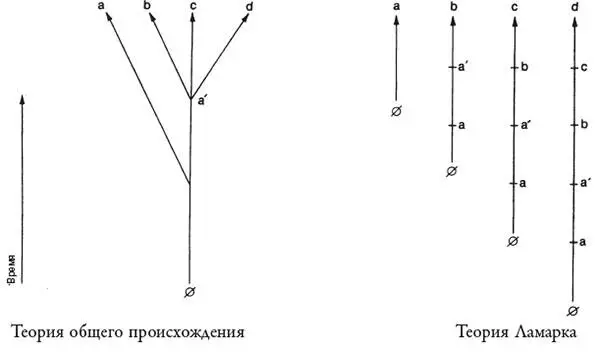 Рис 2 Различие между теорией Ламарка и теорией общего происхождения - фото 8