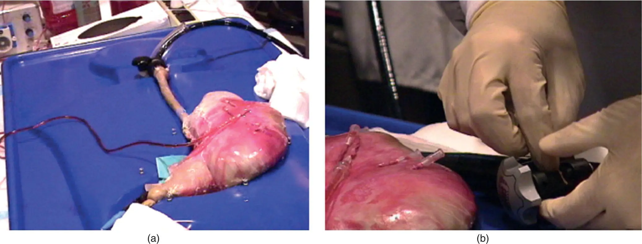 Figure 111 a CompactEASIE porcine model hemostasis simulator b Closeup - фото 15