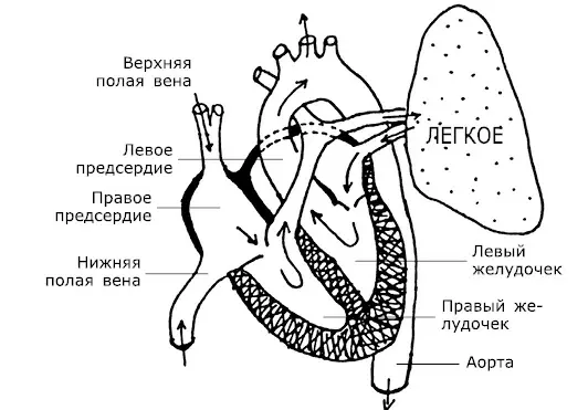 Рис 1 У выхода из левого желудочка в сердечную артерию аорту находится еще - фото 1