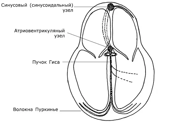 Рис 4 Нарушения сердечного ритма вполне обыденное явление и все мы - фото 4
