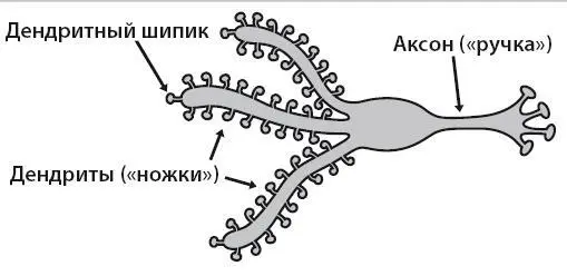 Основные части нейрона легко запомнить у него есть шипастые ножки и ручка На - фото 3