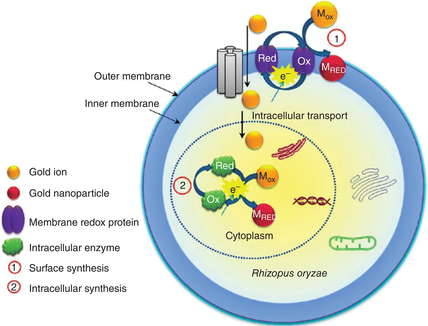 Figure 51 Reduction and detoxification mechanism of gold ions by Rhizopous - фото 22