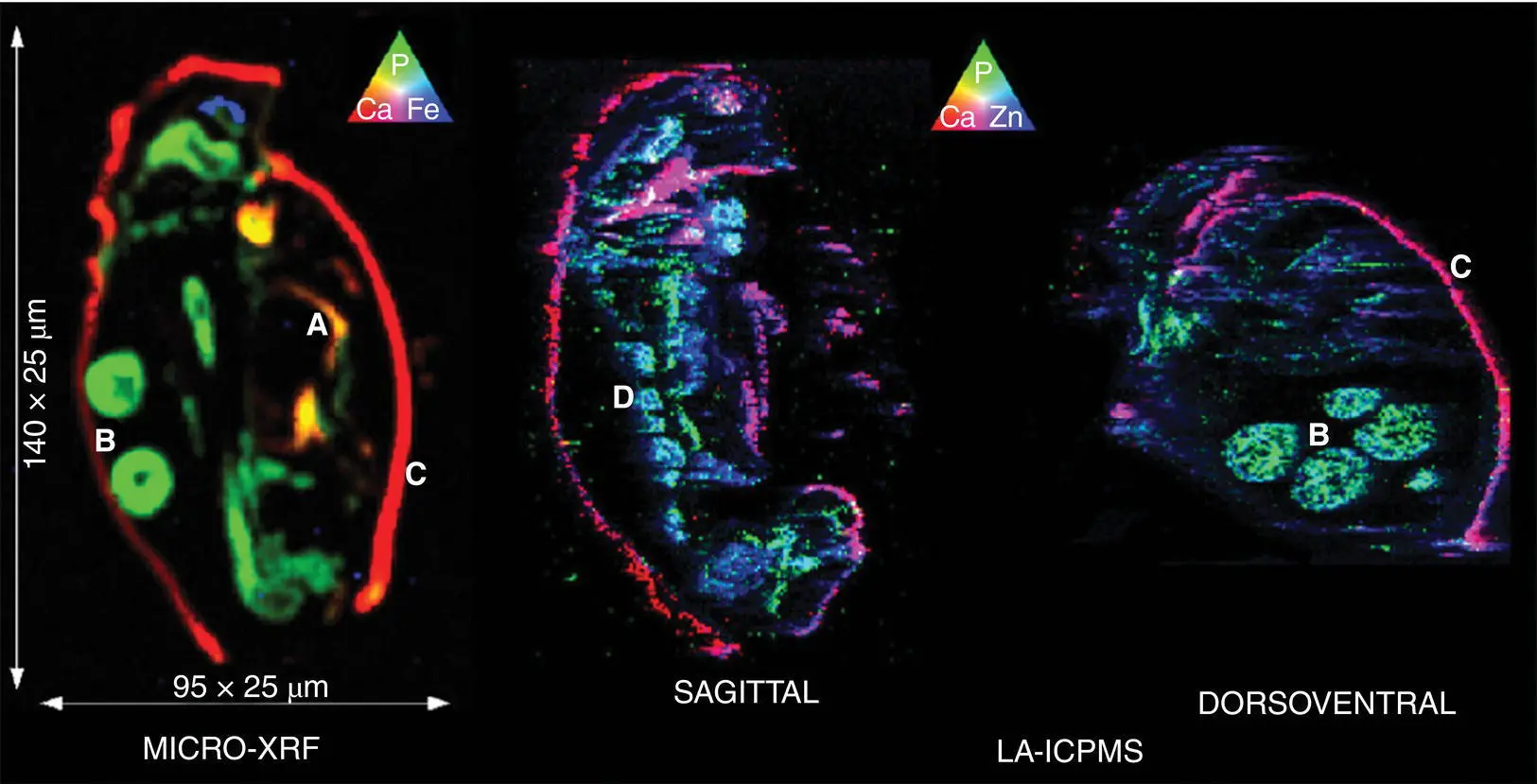 Figure 12 RGB representation of Ca Fe P microXRF and Ca P Zn - фото 4
