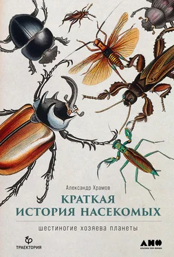 Александр Храмов Краткая история насекомых. Шестиногие хозяева планеты обложка книги