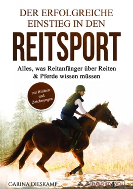 Carina Dieskamp Der erfolgreiche Einstieg in den Reitsport обложка книги