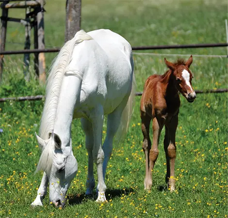 Der Hannoveraner Mein Name ist Luke und ich gehöre zu den Warmblütern Auf dem - фото 18