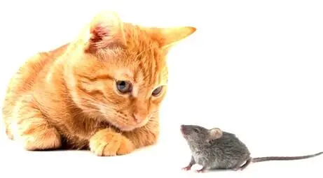 Eine Katze hatte Bekanntschaft mit einer Maus gemacht und ihr soviel von der - фото 16