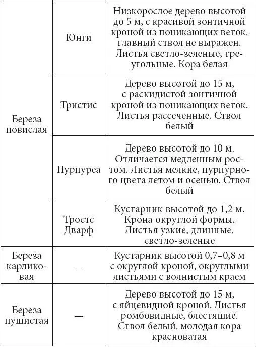 Условия произрастания Береза не слишком требовательна к почве и климатическим - фото 17