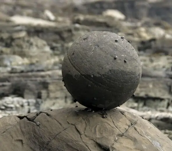 Рис 11 Рис 11 Острова Беринга Командорские острова 67 Россия море - фото 12