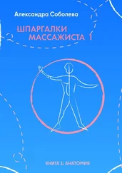 Александра Соболева - Шпаргалки массажиста – 1. Книга 1 - анатомия