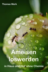 Thomas Werk - Ameisen loswerden