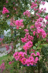 Carmen Sommer - AMELIE