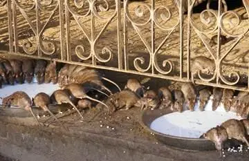 18 Futterstelle im Rattentempel 19 Arme Frau sucht Brauchbares im Müll - фото 19