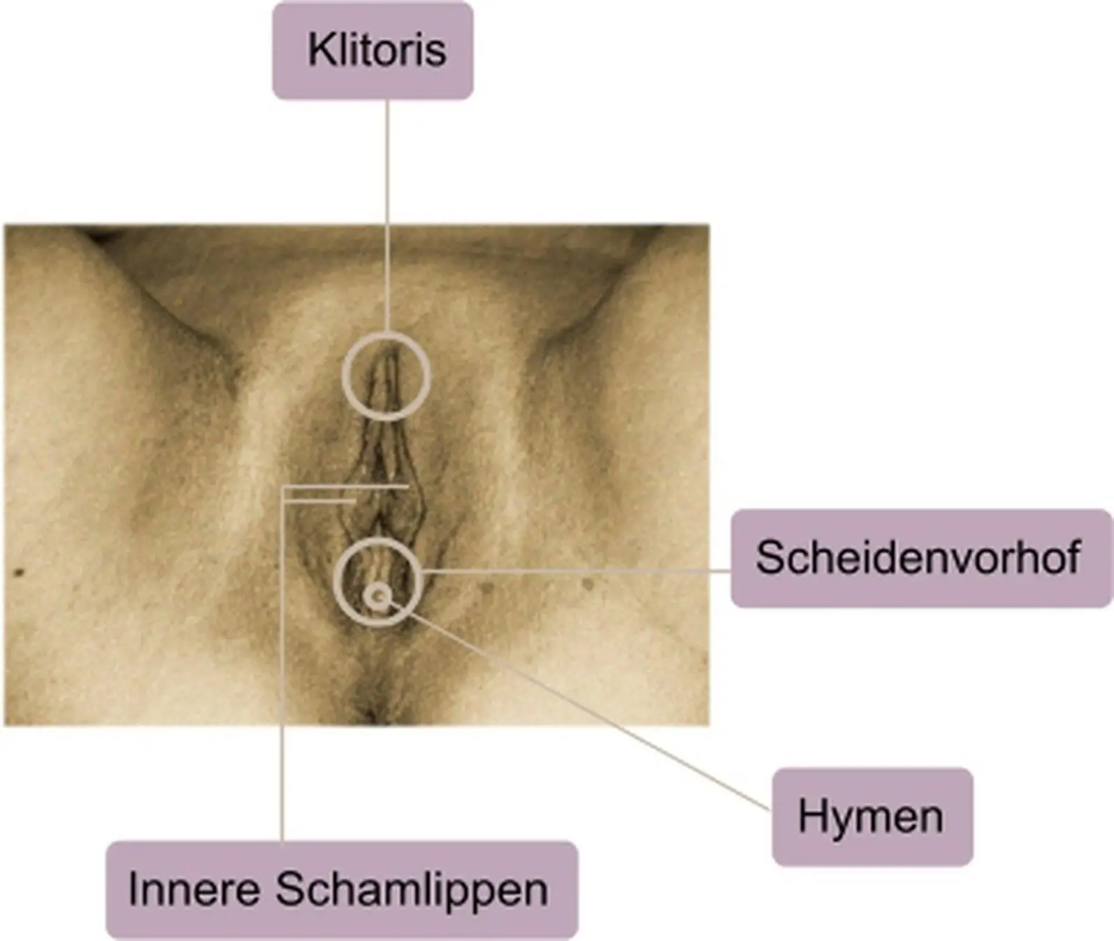 Klitorisoder Kitzler Clitoris ist ein komplexes System aus Nerven und - фото 4