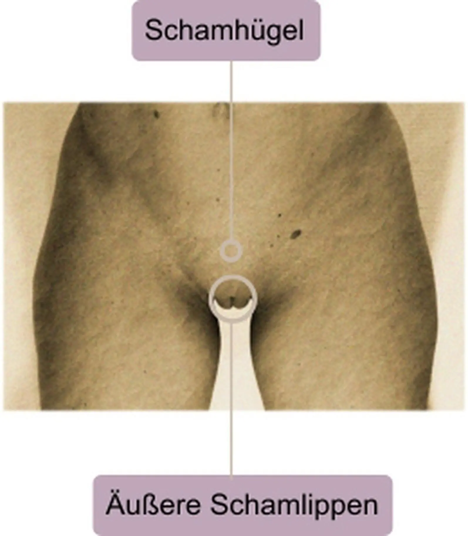 Klitorisoder Kitzler Clitoris ist ein komplexes System aus Nerven und - фото 3