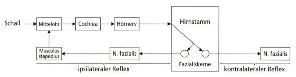 Abb 114 Schematische Darstellung des Stapediusreflexes Ein Schallreiz auf - фото 17