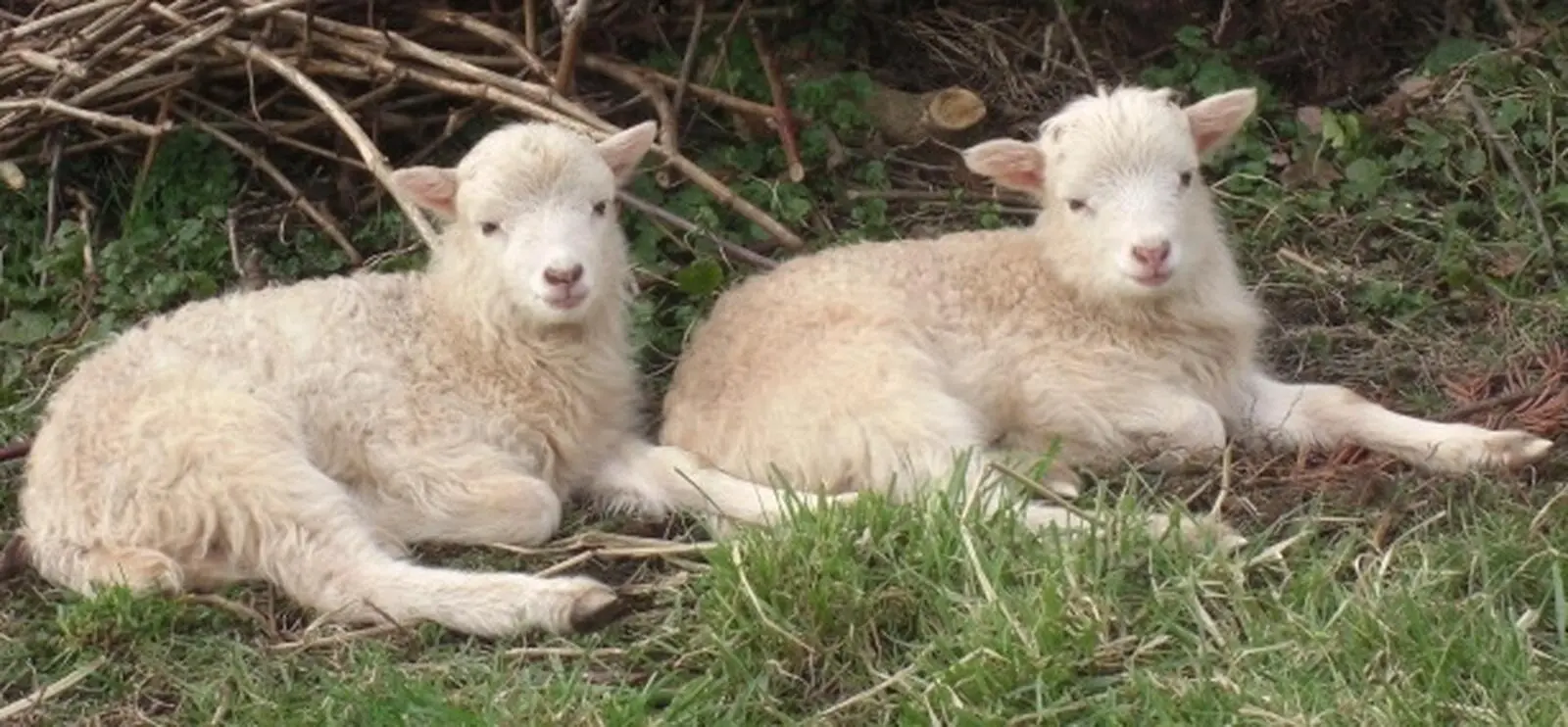 Dann wissen sie dass sie zusammengehören und das Lamm beginnt gleich nach dem - фото 6