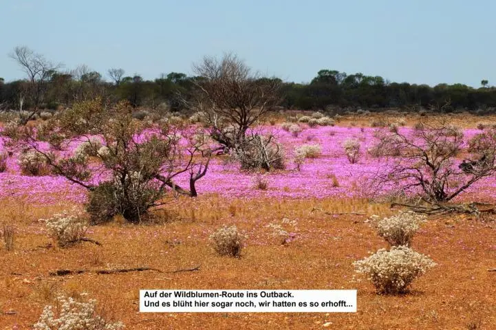 Die Carnarvon Mullewa Road ist anfangs noch asphaltiert später geht sie in - фото 6