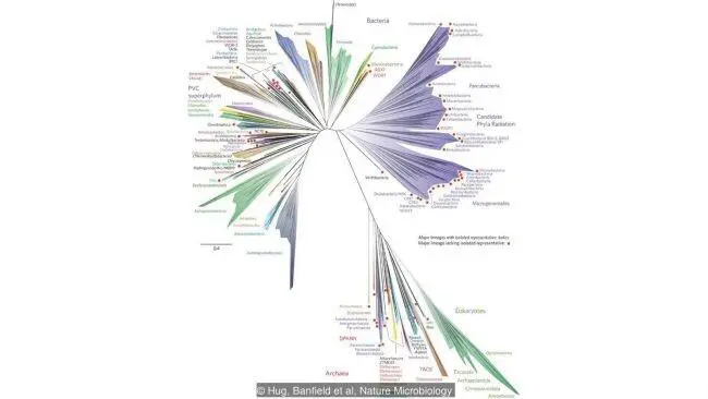 Древо жизни больше всего бактерий и архей С 19 века биологи знают что все - фото 3