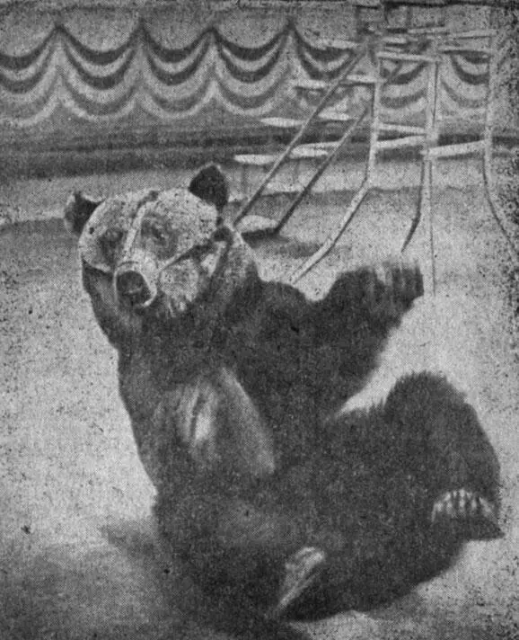 После исполнения передних кульбитов Ну как недурно работаю Шел 1954 год - фото 9