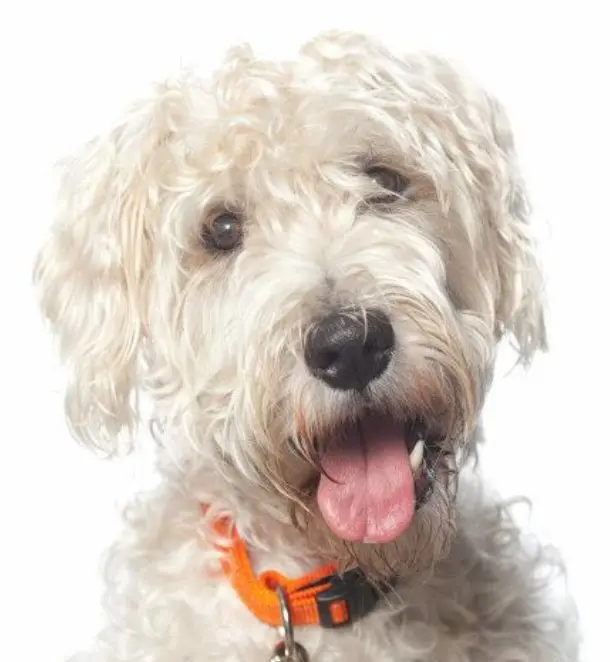 Hello my name is Bailey and I am a cute Irish Soft Coated Wheaten Terrier - фото 3