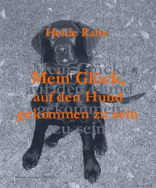 Heide Rabe Mein Glück, auf den Hund gekommen zu sein обложка книги