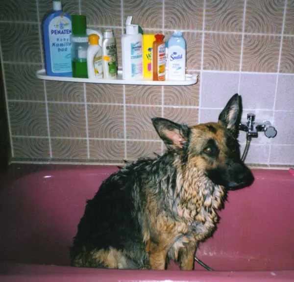 Den Lieblingsplatz den sich Molly zum Schlafen ausgesucht hatte war nicht - фото 4