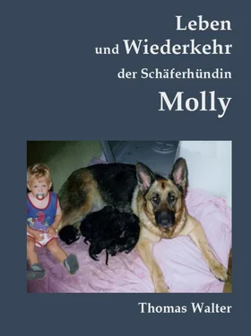Thomas Walter Leben und Wiederkehr der Schäferhündin Molly обложка книги