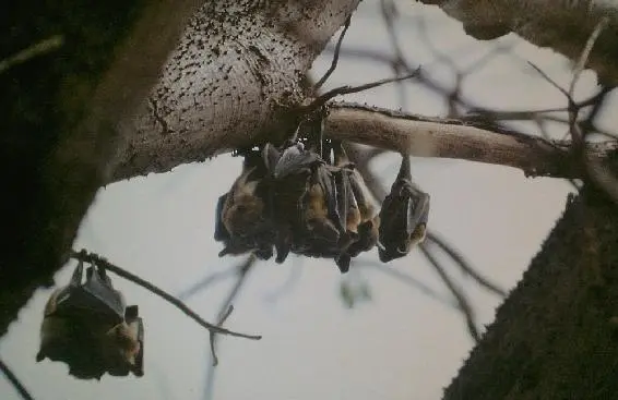 Diese netten Tiere hausten in dem alten Mangobaum unter dem meine Hütte stand - фото 4
