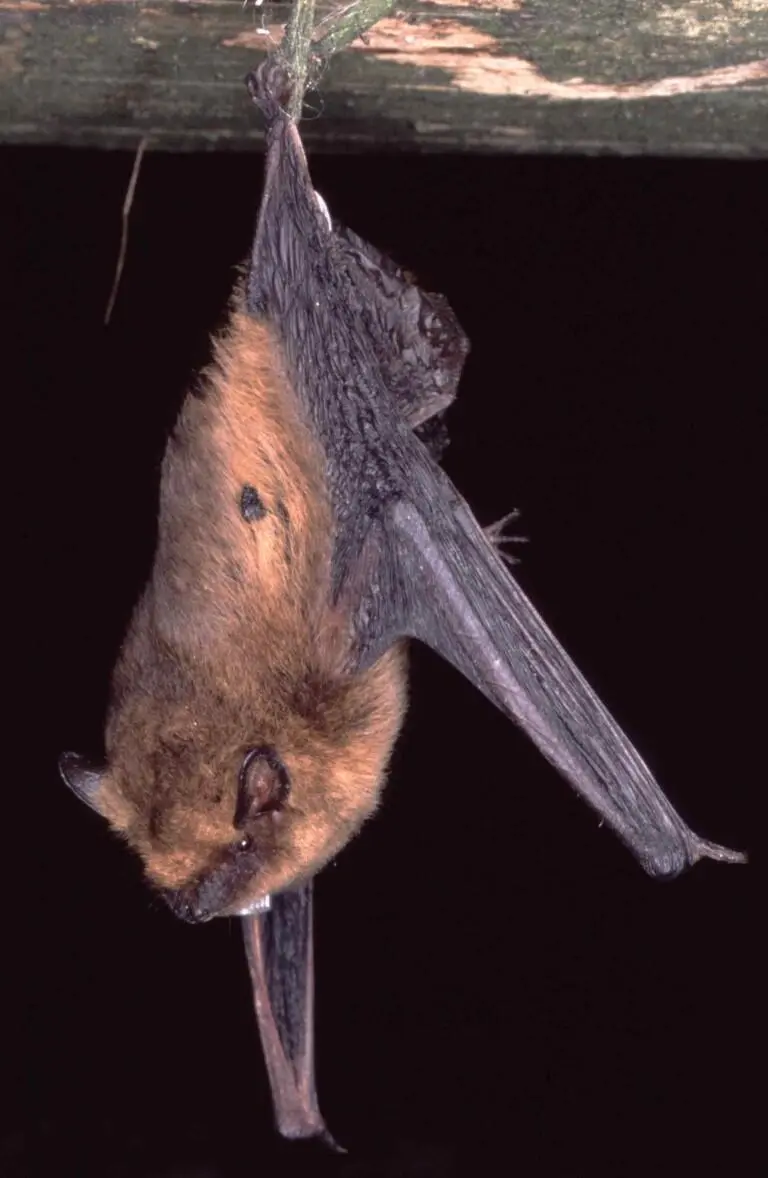 Zwergfledermaus Als er zu den Rädern zurückfährt sieht er dass zwei der am - фото 3