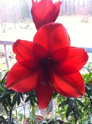 Siegfried Ahlborn - Organspende ja oder nein