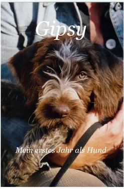 Siegfried Schneider Gipsy - Mein erstes Jahr als Hund обложка книги