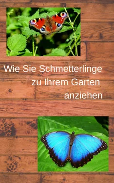 André Sternberg Wie Sie Schmetterlinge zu Ihrem Garten anziehen обложка книги
