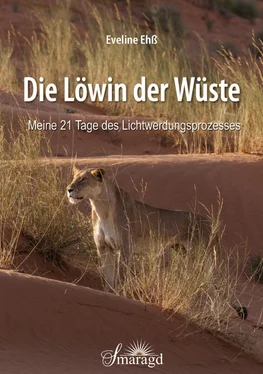 Eveline Ehß Die Löwin der Wüste обложка книги